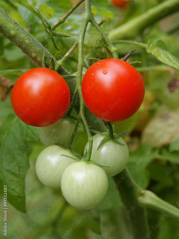 tomatoes growing in green house