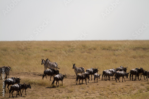 masai mara wildlife overwiew © franco lucato