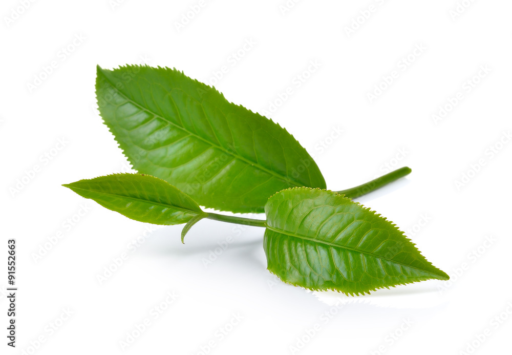 Fototapeta premium green tea leaf isolated on white background
