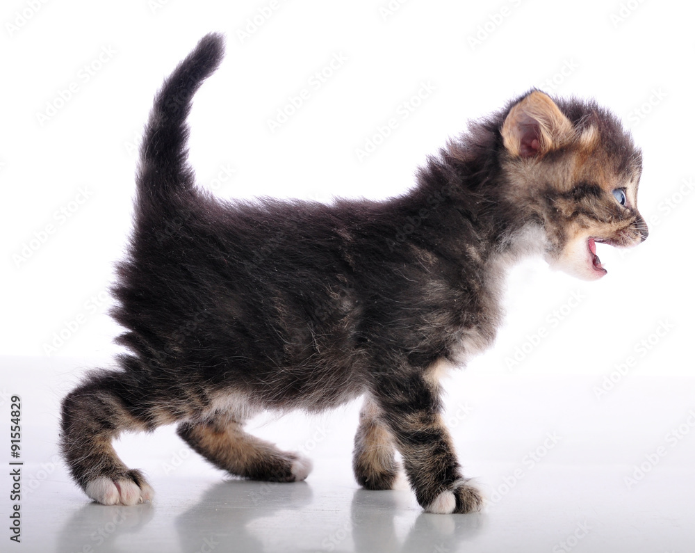 kitten with mouth open meowing