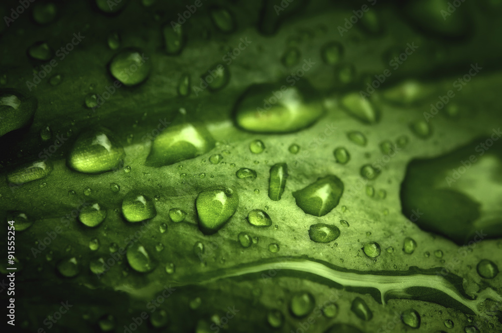 Macro closeup shot of green leafs with real rain drops on. Very useful for nature, healthy food, green design background. Macro closeup shot of green leafs with real rain drops on. Very useful for nature, healthy food, green design background.