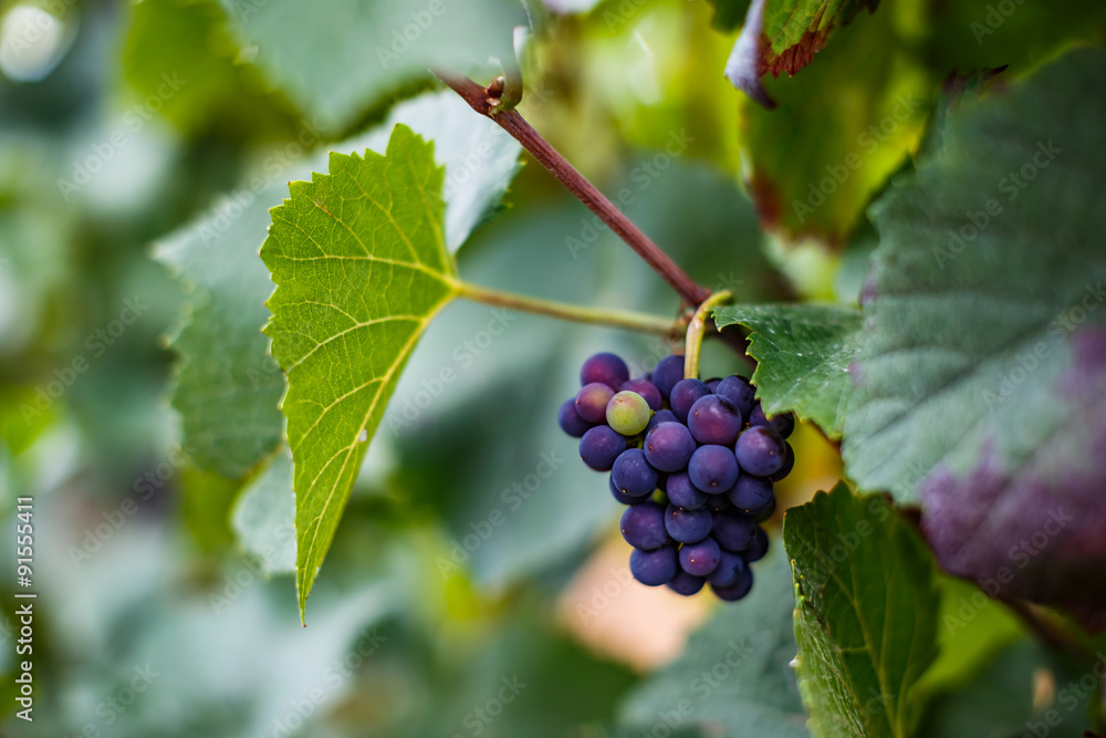German Grape Vine at harvest time