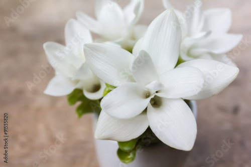 White flower Siam tulip
