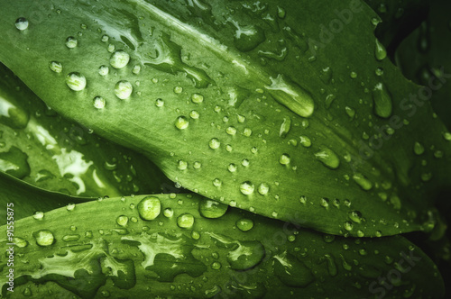 Macro closeup shot of green leafs with real rain drops on. Very useful for nature, healthy food, green design background.