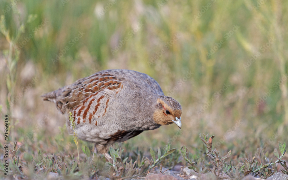 In search of/Grey partridge In search of/Grey partridge