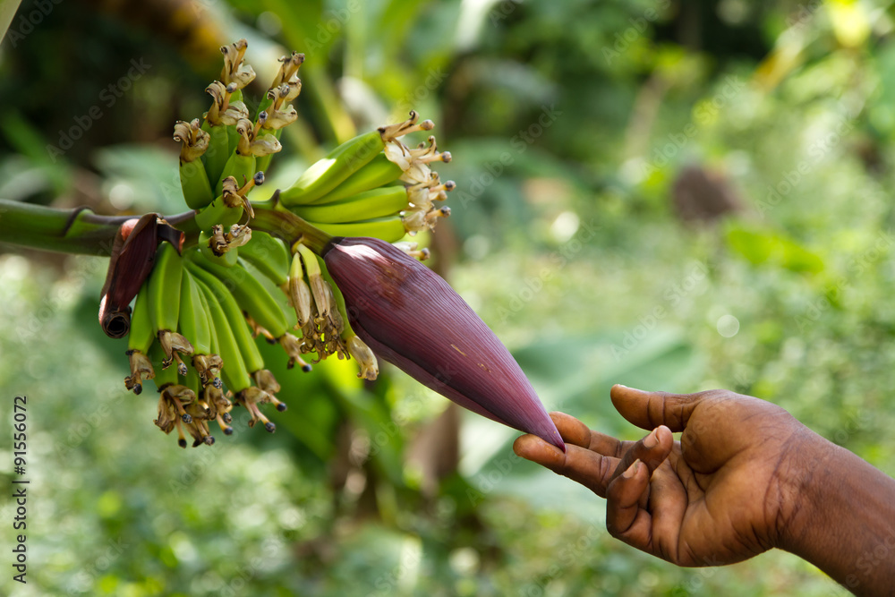 spice tour in zanzibar isle