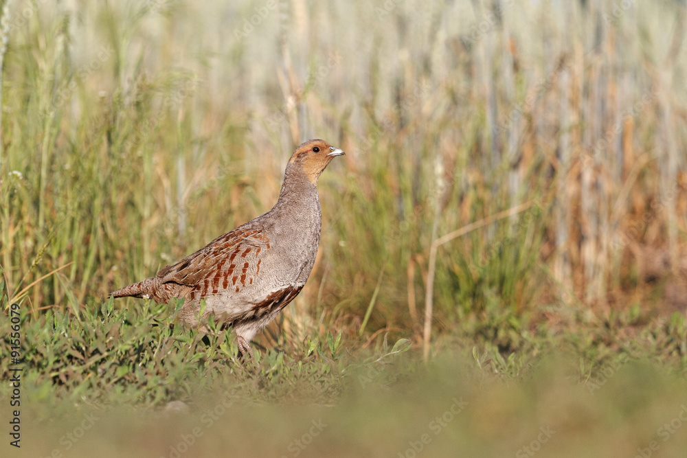 Grey partridge among the wheat field/Grey partridge Grey partridge among the wheat field/Grey partridge