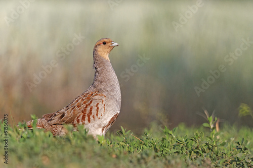Konstfotografi Partridge in interior/Grey partridge