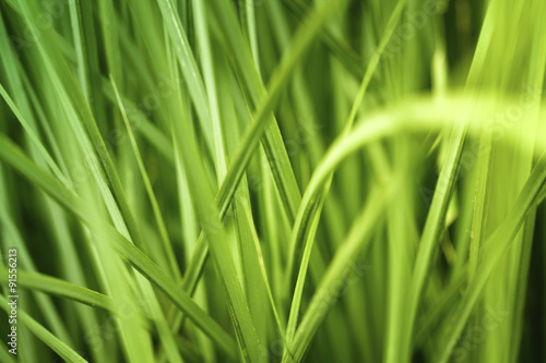 Green grass abstract