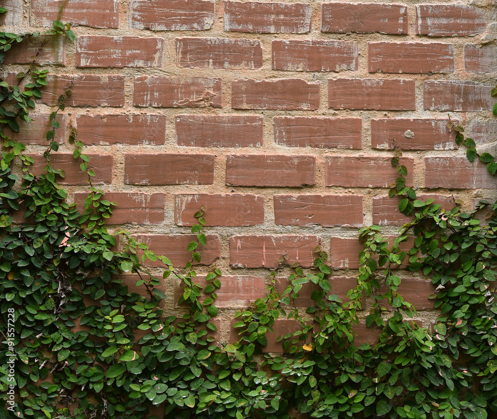Background of Coatbuttons daisy on the wall. Background of Coatbuttons daisy on the wall.