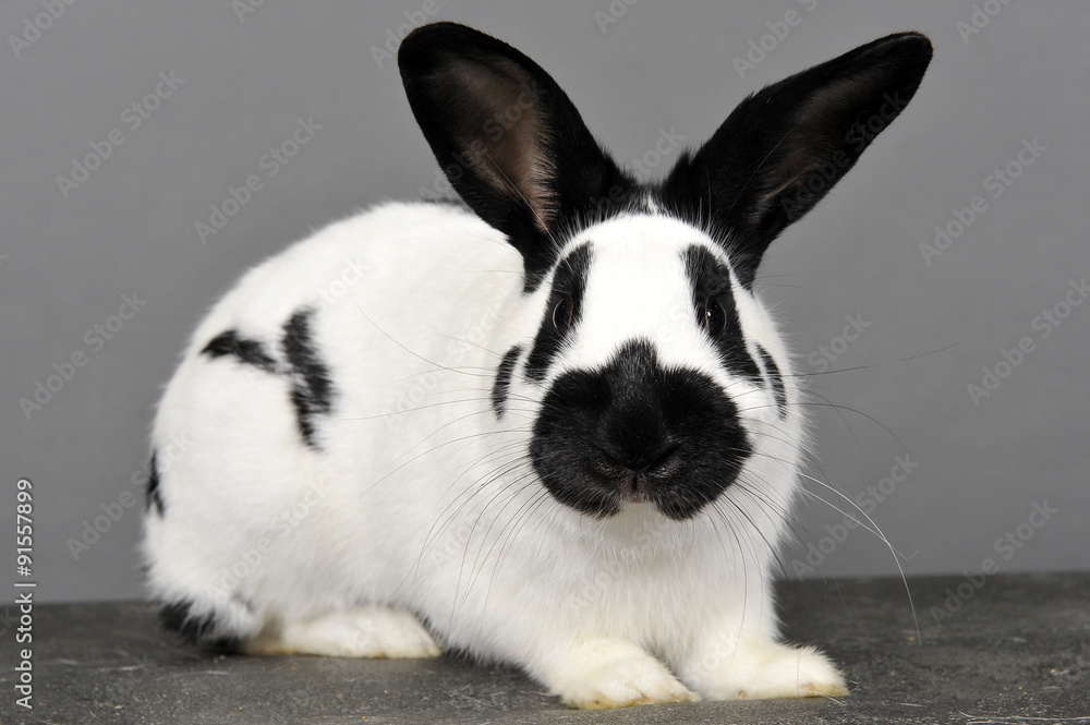 Fototapeta premium lapin noir et blanc