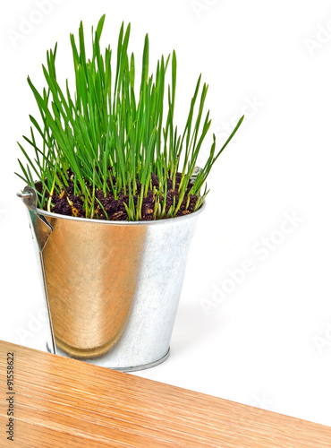 Green wheat grass in the aluminium pot