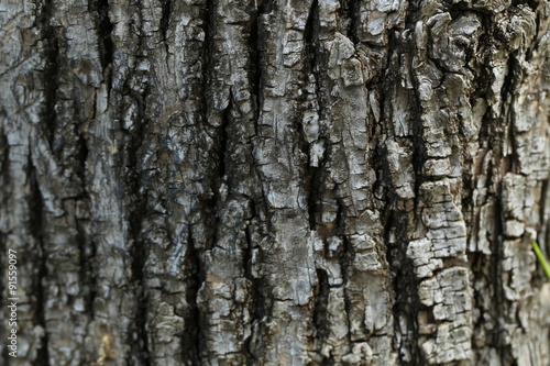 Old tree texture background