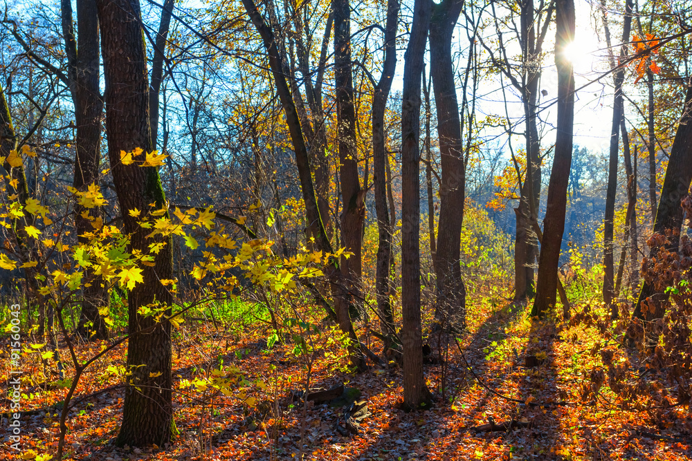 Foto quiet autumn forest
