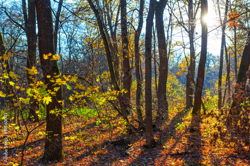 Fototapeta Naklejka Na Ścianę i Meble -  quiet autumn forest