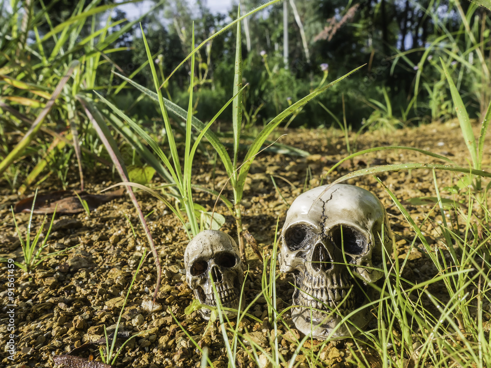 skull or skeleton of human photography skull or skeleton of human photography