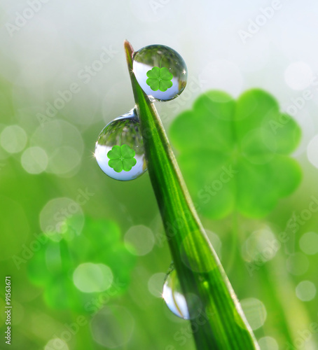Fresh dewy green grass with clover leaf. Nature background.