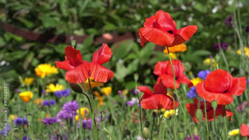 Red Poppies in front of colorful Summer flowers Red Poppies in front of colorful Summer flowers