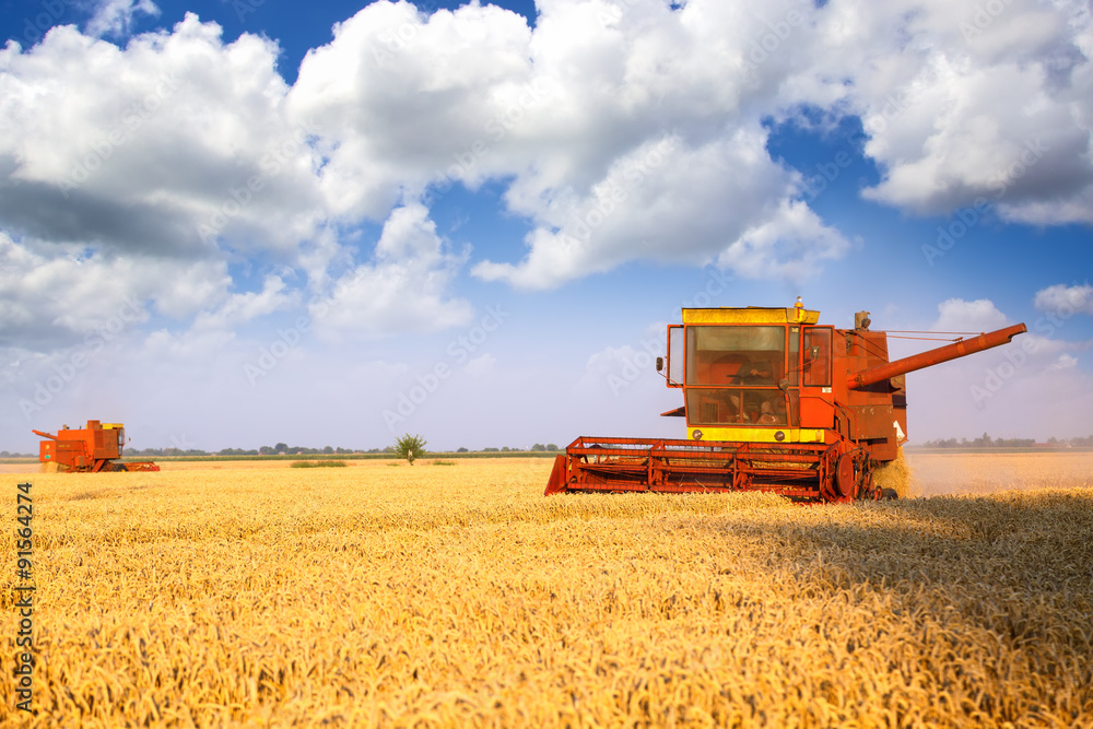 Fototapeta premium Two combined harvesters harvesting the field