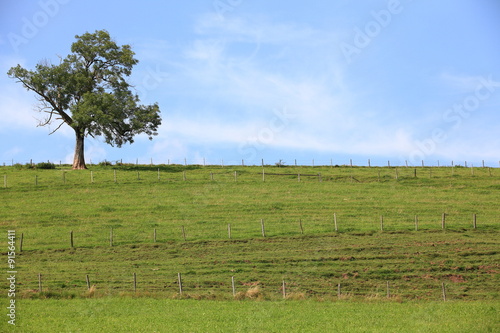 Hintergrund Kuhweide photo