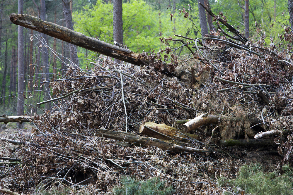 Dead wood in the woods