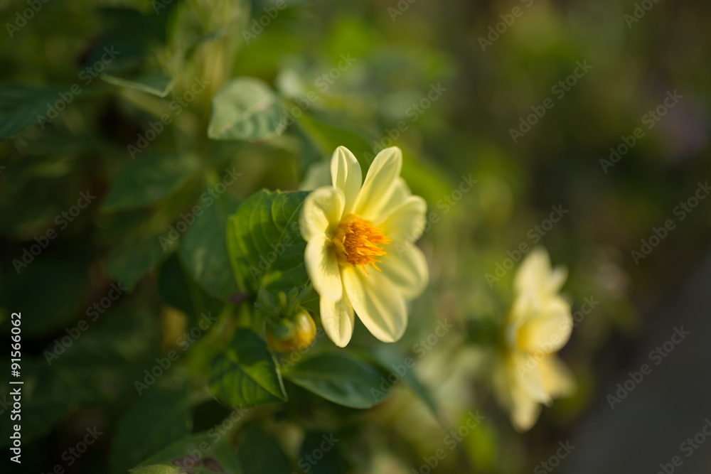Cosmos flower. Selective focus with super shallow depth of field. Cosmos flower. Selective focus with super shallow depth of field.