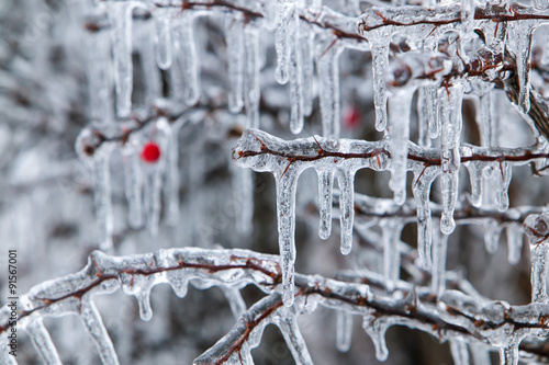 Ice Storm photo