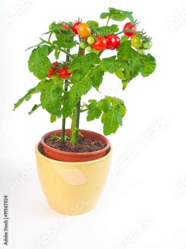 Tomato plant on white background