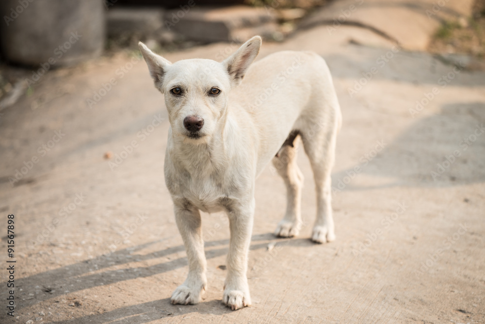 Female dog is breed native in Thailand. Female dog is breed native in Thailand.