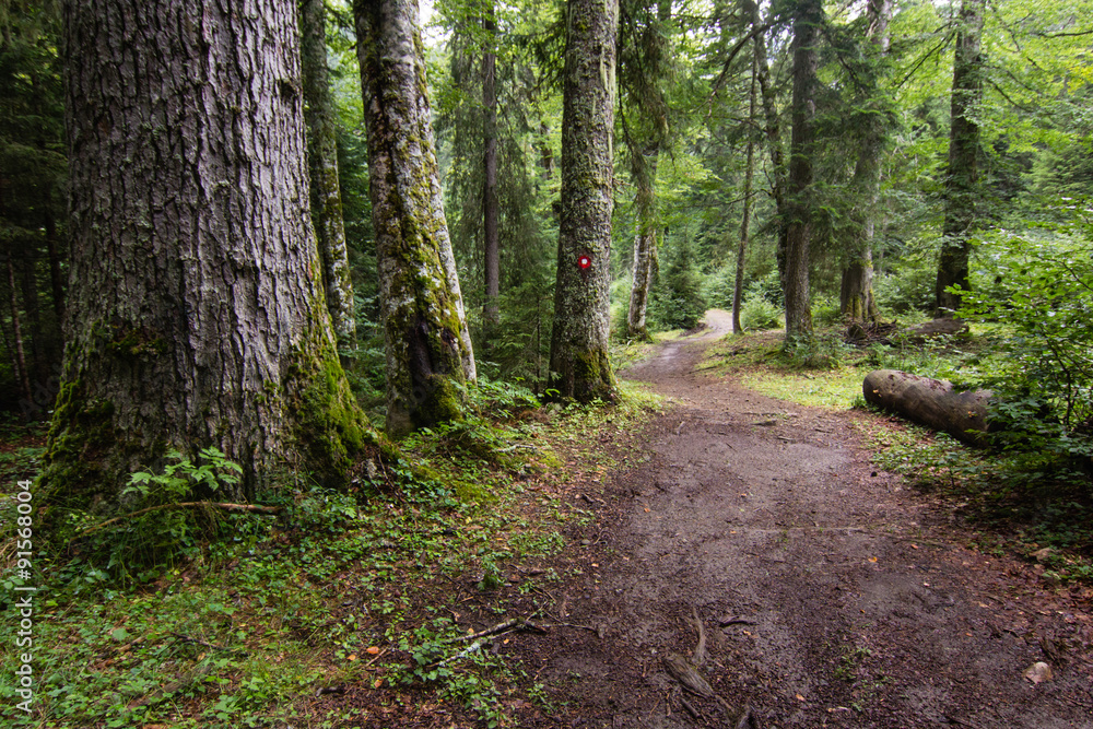 path in green pinetrees forest