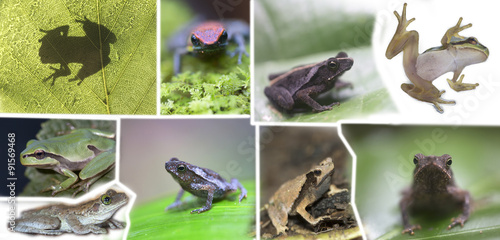 Collage of different species of frogs from around the world
