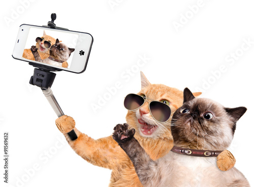 Fototapeta Naklejka Na Ścianę i Meble -  Cats taking a selfie with a smartphone