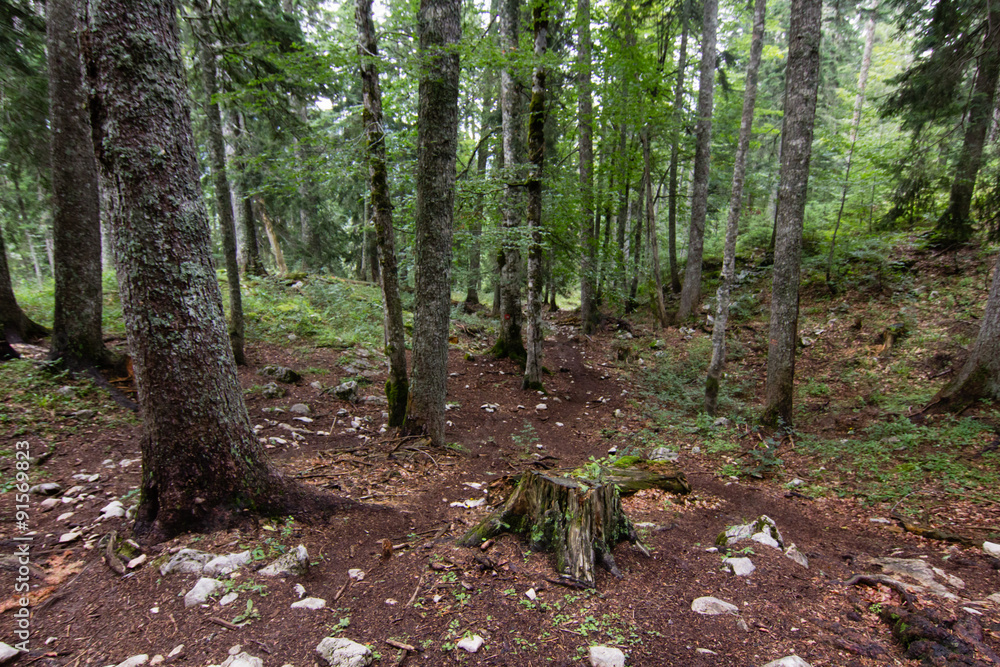 path in green pinetrees forest path in green pinetrees forest