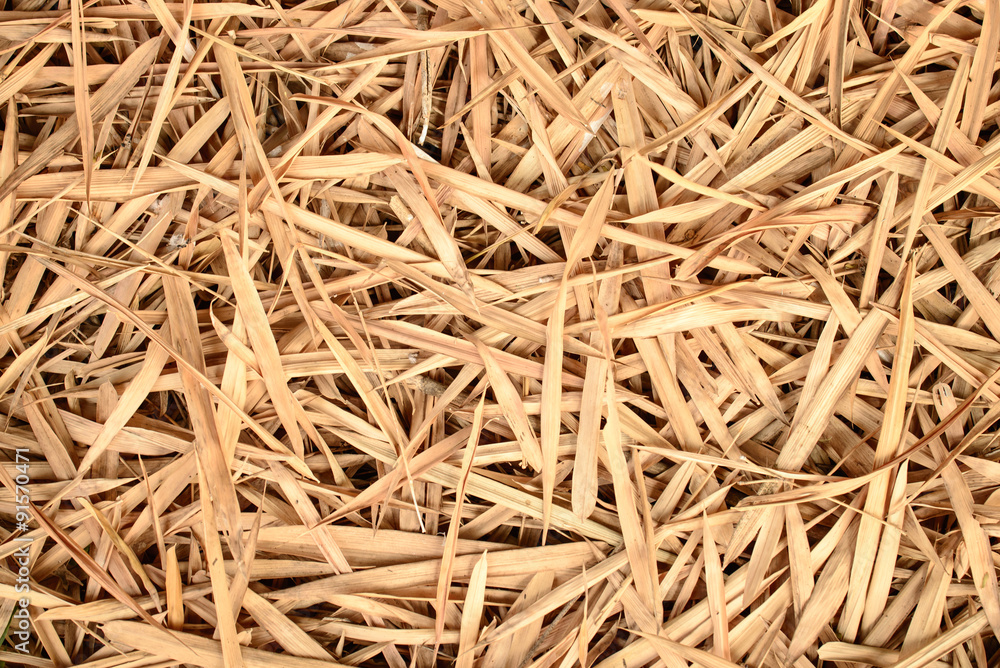 Many dry bamboo leaves as a background Many dry bamboo leaves as a background