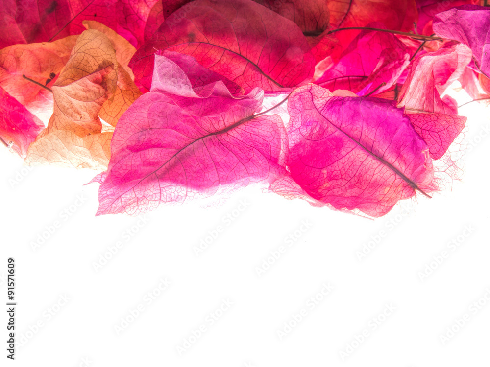 Bougainvillea, pink flower background Bougainvillea, pink flower background