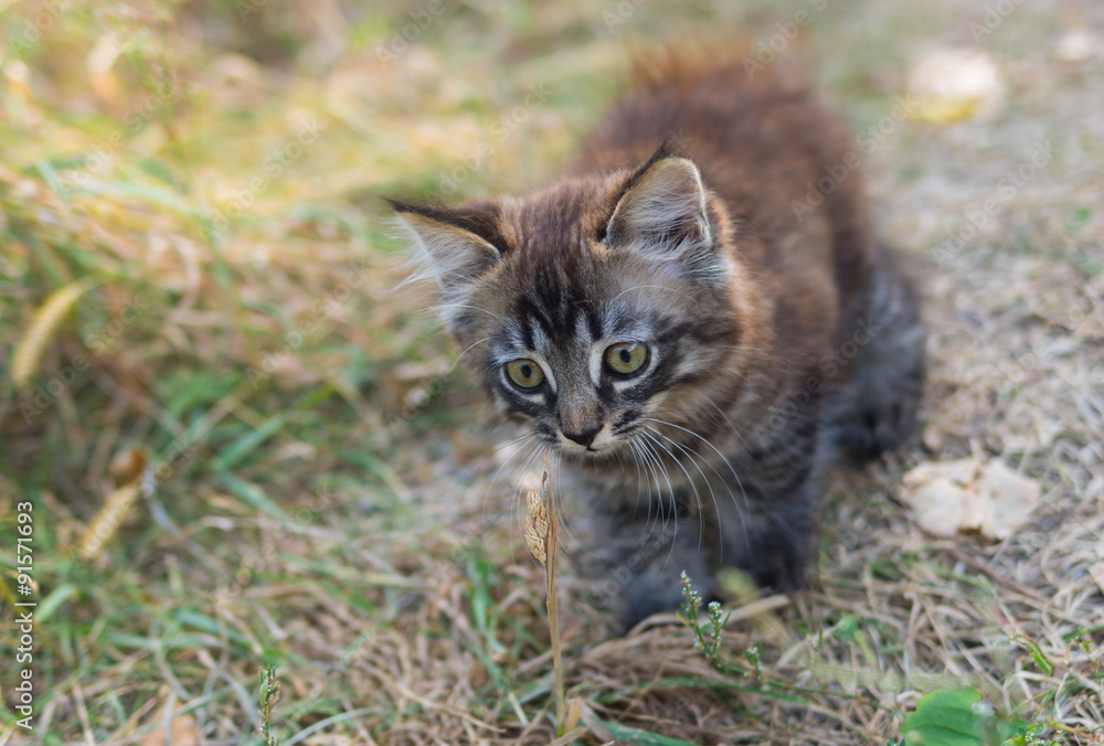 Tabby kitten having fun outdoor viewing dry herb