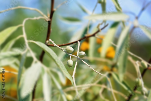 Silverberry Elaeagnus commutata summer photo