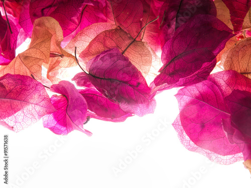 pink blossoms , abstract floralbackground Fototapet