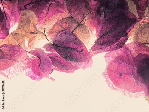 Canvas Print Pink blossoms, backlight