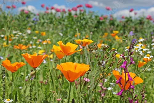 Fototapeta Naklejka Na Ścianę i Meble -  Blühende Saatblumenmischung am Feldrand 
