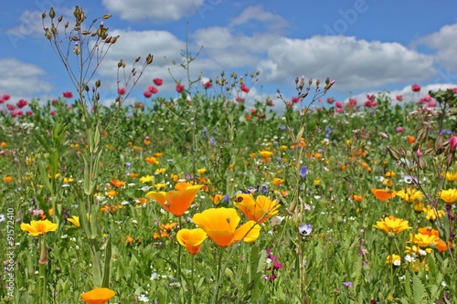 Fototapeta Naklejka Na Ścianę i Meble -  Blühende Saatblumenmischung am Feldrand 
