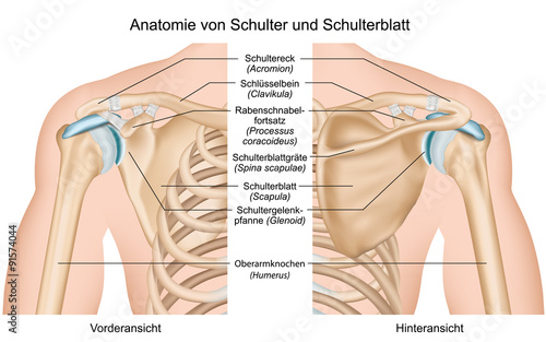 Anatomie von Schulter und Schulterblatt