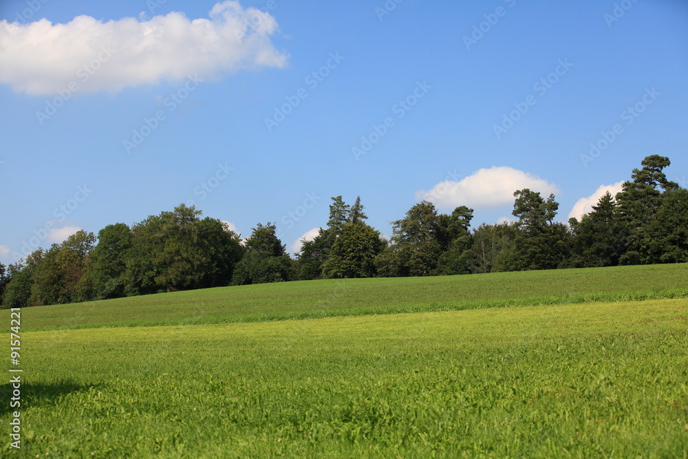 Obraz premium Grasfeld