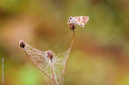 Farfalla Charcharodus baeticus photo