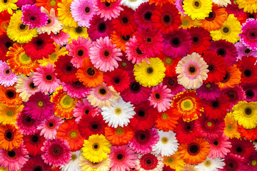 Handdoek met foto Gerbera Vrolijke achtergrond met kleurige gerbera's  © prescott09