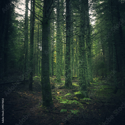 forêt verdoyante © Samuel Moulin