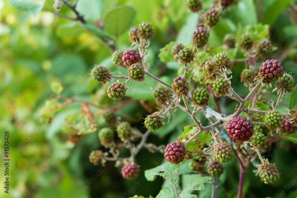 Green blackberries on a branch. Green blackberries on a branch.