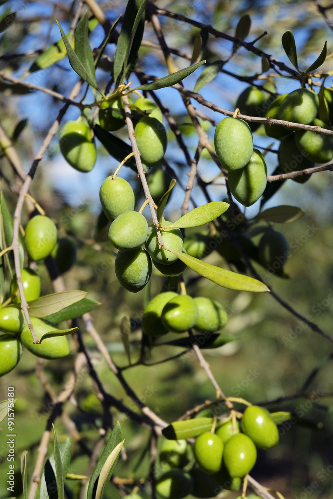 Olives de Provence