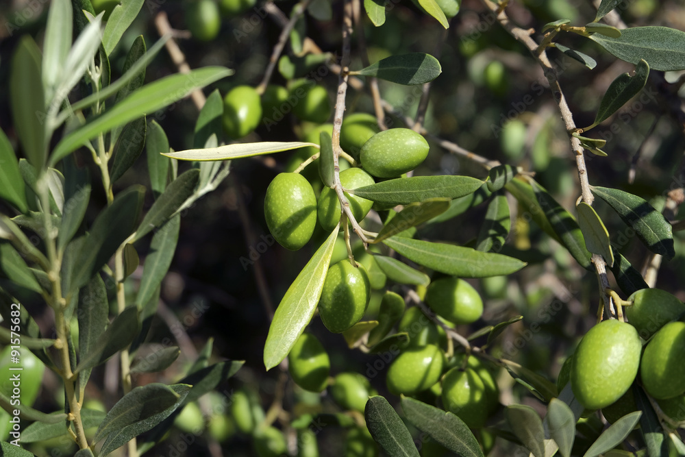 Olives de Provence Olives de Provence