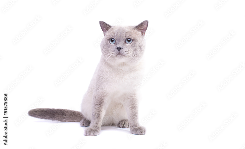 Beautiful stylish purebred british cat. Animal portrait. Purebred cat is lying. White background. Isolated